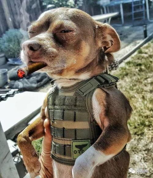 娱乐吃瓜汪星人是谁啊,网络红星的崛起之路